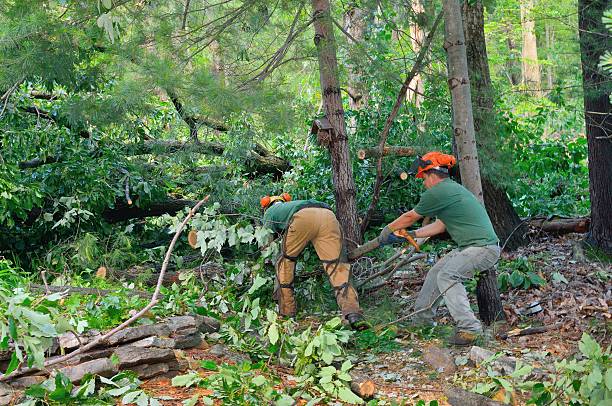  Brockway, PA Tree Service Pros